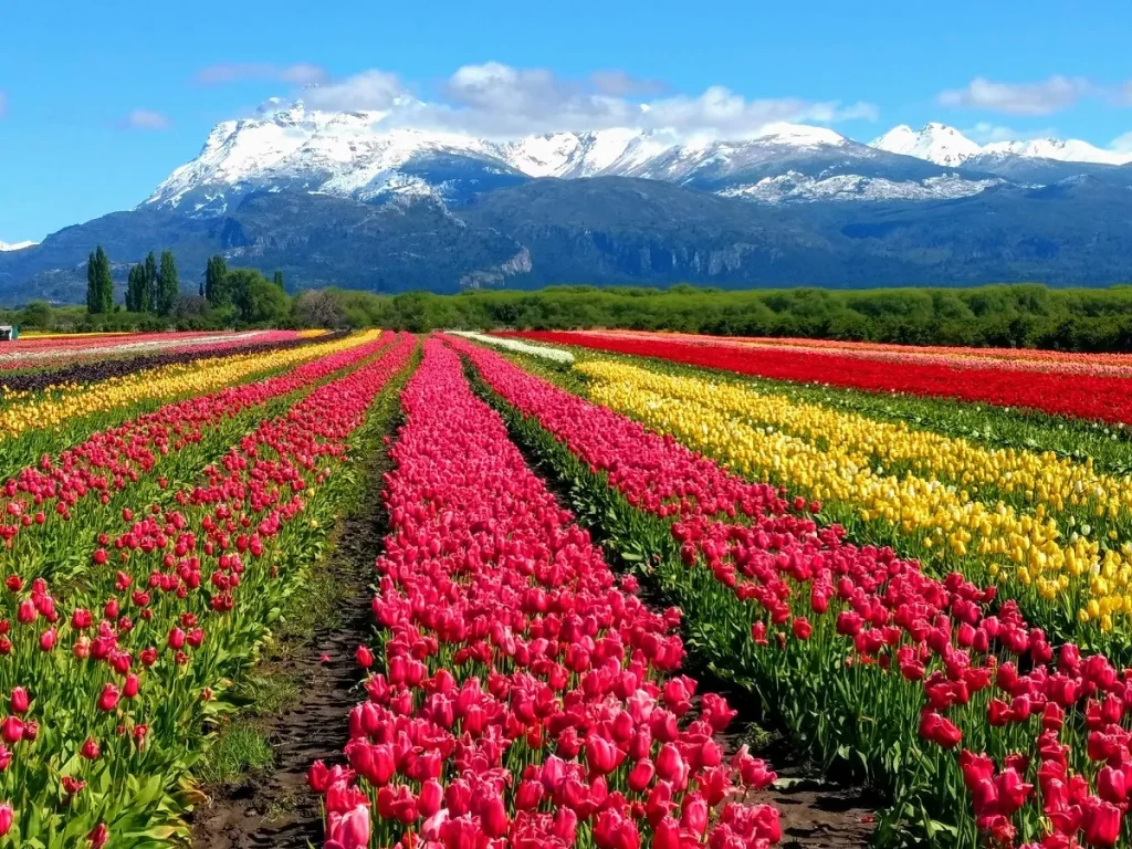 Campo de tulipanes en Trevelin con la Cordillera de fondo