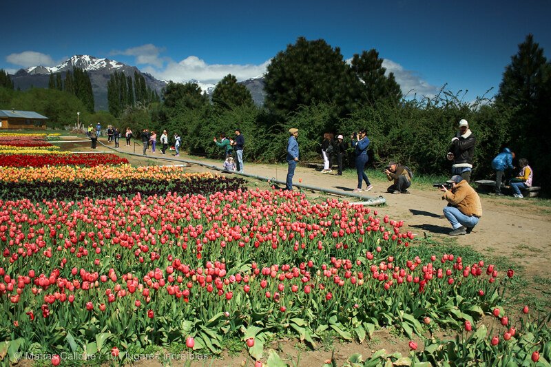 Turistas recorriendo los tulipanes en Trevelin con la Cordillera de los Andes al fondo