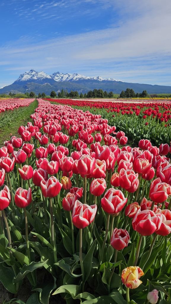 Tulipanes en Trevelin, Chubut, con los Andes de fondo