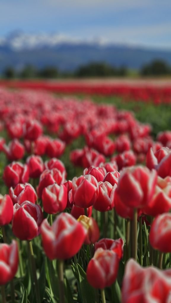 Tulipanes en Trevelin, Chubut, con los Andes de fondo